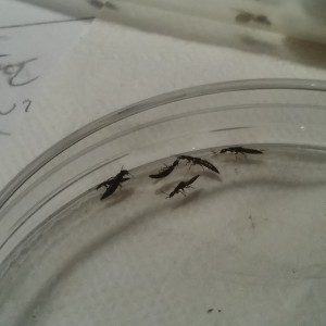 KESAKO, [Lasius sp., Myrmica sp., Solenopsis sp.] demande d'identification