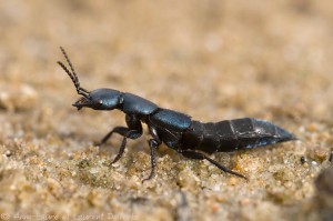 staphilin, [Lasius sp., Myrmica sp., Solenopsis sp.] demande d'identification