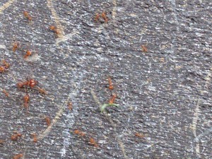 Fourmis rouges 2, [Atta sp.] Identification d'une colonie de fourmis coupe feuille parisienne
