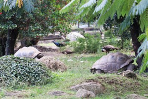 La Vallée des Tortues, Les fourmis des Pyrénées-Orientales (66)
