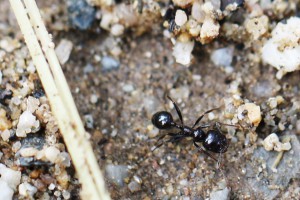 Messor bouvieri, Les fourmis des Pyrénées-Orientales (66)