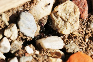 Nid de Messor barbarus à la Vallée des Tortues, Les fourmis des Pyrénées-Orientales (66)