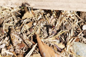 Major Messor barbarus, Les fourmis des Pyrénées-Orientales (66)