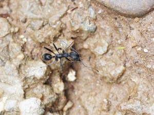 Aphaenogaster senilis, Les fourmis des Pyrénées-Orientales (66)