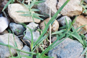 Cataglyphis piliscapa ?, Les fourmis des Pyrénées-Orientales (66)