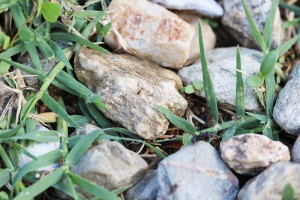 Un peu de tout avec des Pheidole pallidula, des Aphaenogaster senilis et des Cataglyphis piliscapa (désolé pour la mauvaise qualité - à force de vouloir tout avoir, j'ai fait la mise au point sur un peu rien :D), Les fourmis des Pyrénées-Orientales (66)