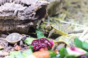Qu'est-ce qu'il y a ?, Les fourmis des Pyrénées-Orientales (66)