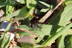 Aphaenogaster senilis transportant ce qui ressemble à une tête de Messor, Les fourmis des Pyrénées-Orientales (66)