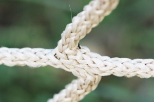 Tapinoma sp. (merci Will), Les fourmis des Pyrénées-Orientales (66)