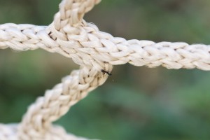 Tapinoma sp. (merci Will), Les fourmis des Pyrénées-Orientales (66)