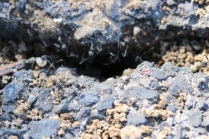 Le nid dans l'asphalte qui ne leur plaisait plus..., Les fourmis des Pyrénées-Orientales (66)