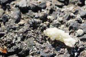 Même les miettes de mon sandwich ne sont pas gâchées... :D, Les fourmis des Pyrénées-Orientales (66)