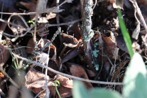 Une partie du nid dans les plantes et sous les feuilles, Les fourmis des Pyrénées-Orientales (66)