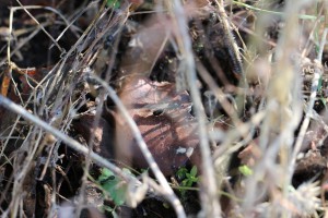 Les princes et princesses sortent du nid, Les fourmis des Pyrénées-Orientales (66)