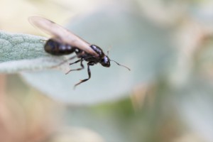 Prête pour le décollage..., Les fourmis des Pyrénées-Orientales (66)