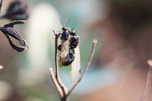 On se donne rendez-vous là haut ?, Les fourmis des Pyrénées-Orientales (66)