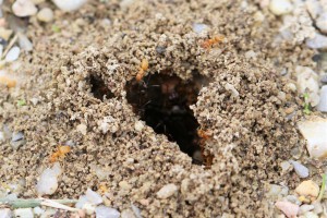 Nid de Lasius jaunes en plein essaimage, Les fourmis des Pyrénées-Orientales (66)