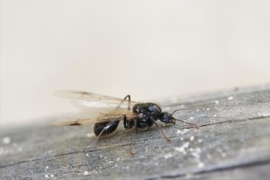 Mâle Messor sur un banc, Les fourmis des Pyrénées-Orientales (66)