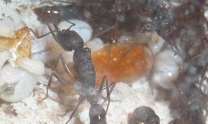 [Q/R] Harpegnathos venator, Sans titre27.jpg