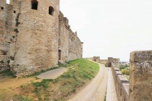 Entre les 2 enceintes de Carcassonne, Les fourmis des Pyrénées-Orientales (66)