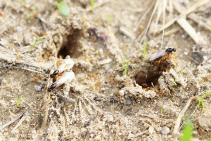 Essaimage de Solenopsis fugax, Les fourmis des Pyrénées-Orientales (66)