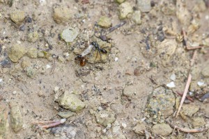 Cataglyphis piliscapa traînant une princesse Solenopsis fugax, Les fourmis des Pyrénées-Orientales (66)