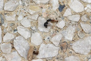 Pheidole pallidula transportant un mâle, Les fourmis des Pyrénées-Orientales (66)