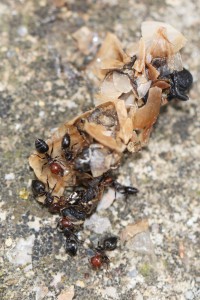 Crematogaster scutellaris à l'action, Les fourmis des Pyrénées-Orientales (66)