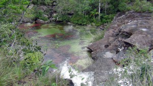 Département du Caquetá [Colombie], [Tutoriel] Aire de vie végétalisée : « Libertarium » [1/2/3/4]