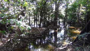 Département Amazonas [Colombie], [Tutoriel] Aire de vie végétalisée : « Libertarium » [1/2/3/4]