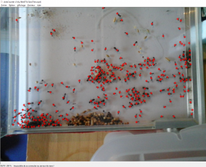 Comptage Messor barbarus, [Blog] Messor barbarus d'Ant51