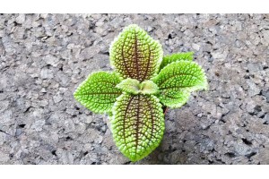 Plant de Pilea involucrata, [Tutoriel] Aire de vie végétalisée : « Libertarium » [1/2/3/4]