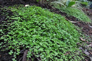 En liberté..., [Tutoriel] Aire de vie végétalisée : « Libertarium » [1/2/3/4]