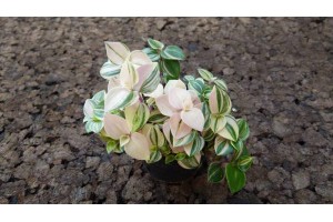 Plant de Tradescantia zebrina, [Tutoriel] Aire de vie végétalisée : « Libertarium » [1/2/3/4]