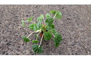 Plant de Peperomia capetera 'Lilian', [Tutoriel] Aire de vie végétalisée : « Libertarium » [1/2/3/4]