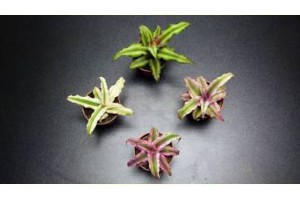 Plants de Cryptanthus Bivittatus, [Tutoriel] Aire de vie végétalisée : « Libertarium » [1/2/3/4]