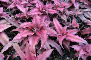 En liberté..., [Tutoriel] Aire de vie végétalisée : « Libertarium » [1/2/3/4]