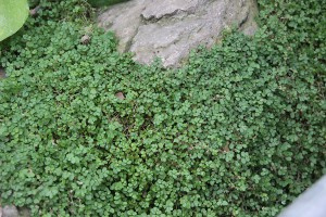 En liberté..., [Tutoriel] Aire de vie végétalisée : « Libertarium » [1/2/3/4]