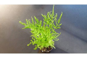 Plant de Pteris dentata, [Tutoriel] Aire de vie végétalisée : « Libertarium » [1/2/3/4]