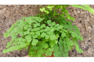 Plant de Adiantum cuneatum Fragrans, [Tutoriel] Aire de vie végétalisée : « Libertarium » [1/2/3/4]