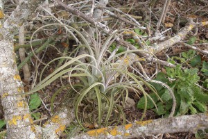 En liberté..., [Tutoriel] Aire de vie végétalisée : « Libertarium » [1/2/3/4]