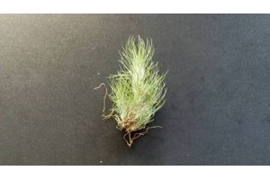 Plant de Tillandsia funckiana, [Tutoriel] Aire de vie végétalisée : « Libertarium » [1/2/3/4]