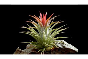 Plant de Tillandsia ionantha ionantha, [Tutoriel] Aire de vie végétalisée : « Libertarium » [1/2/3/4]
