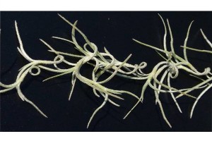 Plant de Tillandsia usneoïdes, [Tutoriel] Aire de vie végétalisée : « Libertarium » [1/2/3/4]