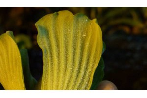 Rejet de Pistia stratiotes, [Tutoriel] Aire de vie végétalisée : « Libertarium » [1/2/3/4]