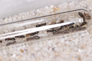 La fondation C. truncatus qui se développe vite, Mes colonies et expérimentations