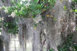 En liberté..., [Tutoriel] Aire de vie végétalisée : « Libertarium » [1/2/3/4]