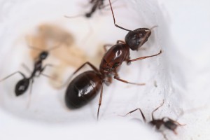 Camponotus sylvaticus, Mes colonies et expérimentations