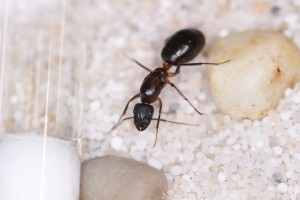 Camponotus barbaricus, Mes colonies et expérimentations