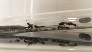 De profil, **Fin**[Blog] Les Tetraponera rufonigra de Deucalion